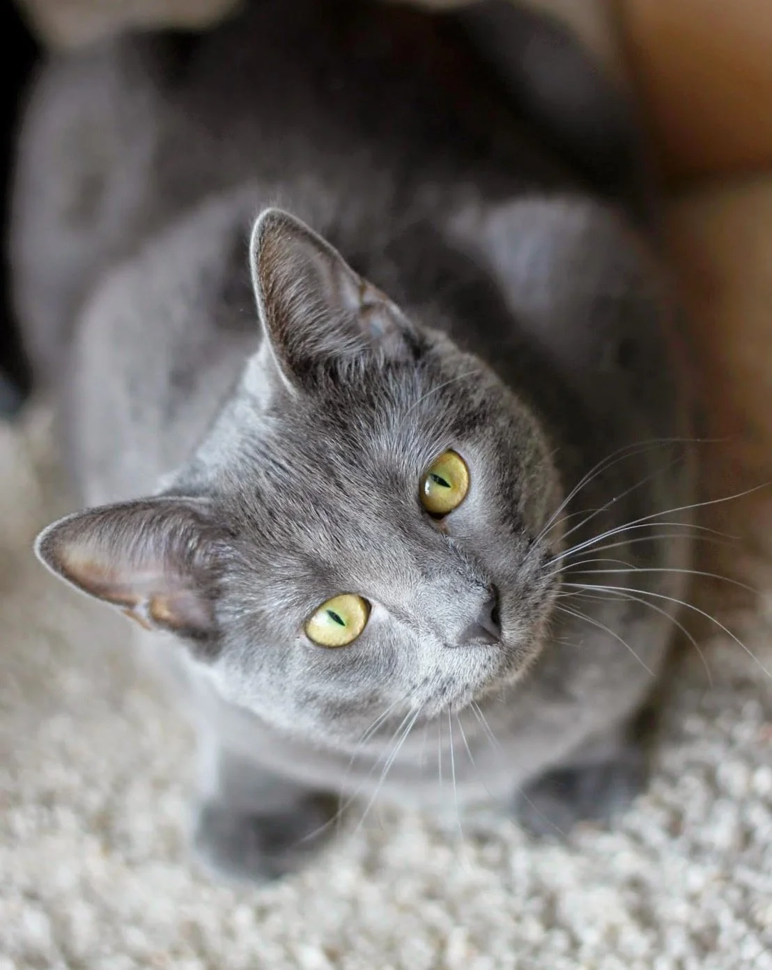 French 2024 grey cat